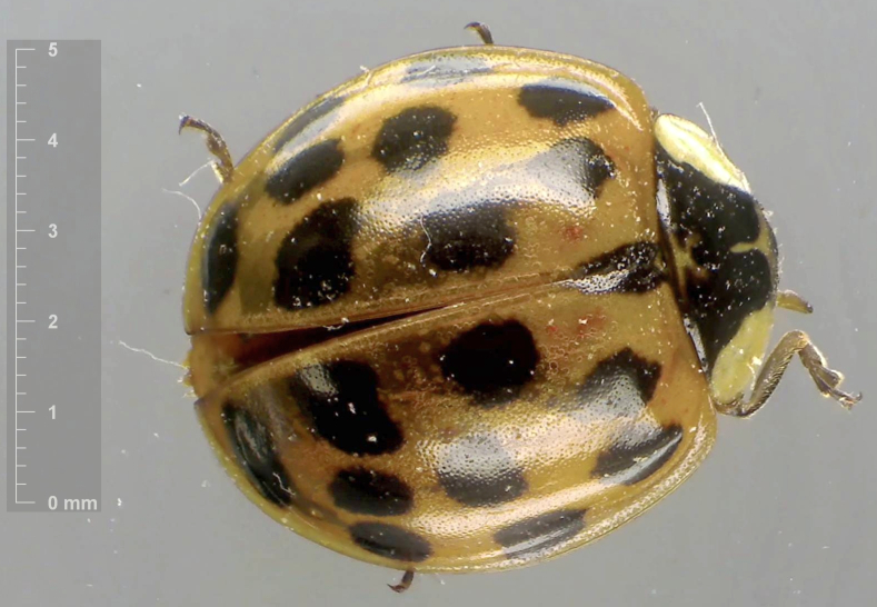 Harmonia axyridis